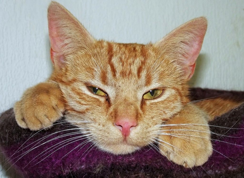 hangover-203817_1280